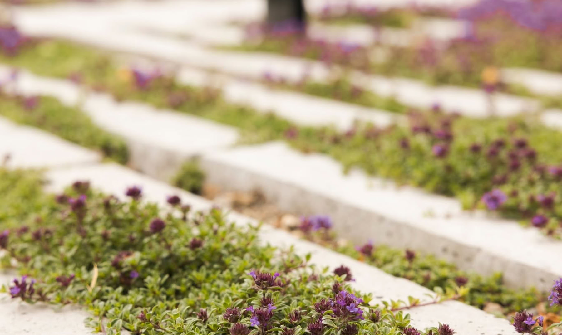 Plantes vertes et violettes poussant entre des dalles de béton alignées.